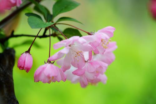 虽艳无俗姿太皇真富贵花中国艳是海棠!