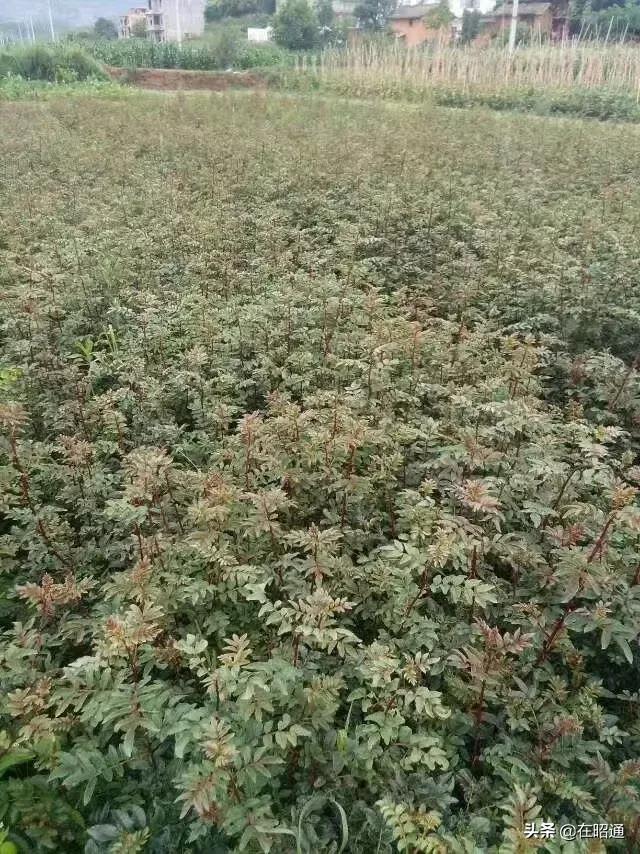 昭通陈正荣：栽上“致富苗”，点燃2000户村民脱贫希望！