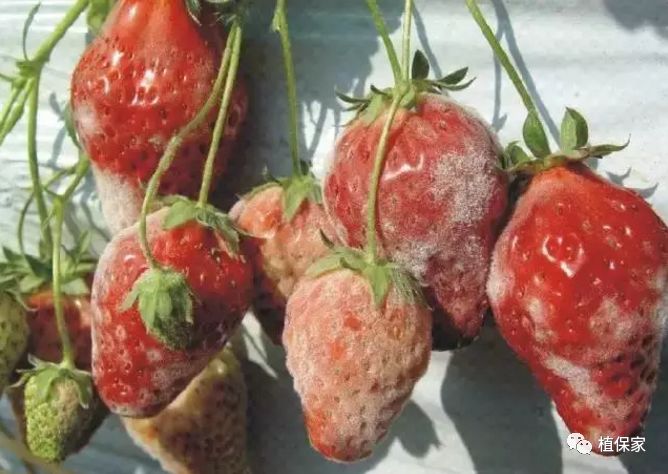 草莓常见病虫害图谱,草莓病虫害图片大全集