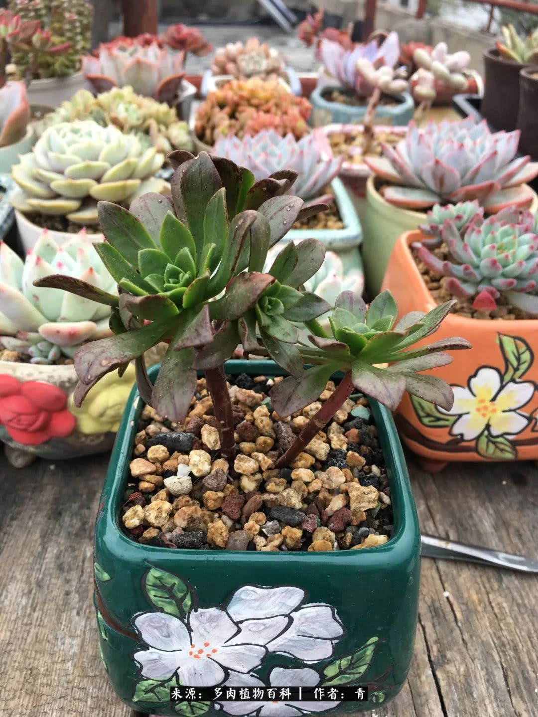 入坑多肉无法自拔,沉迷多肉无法自拔