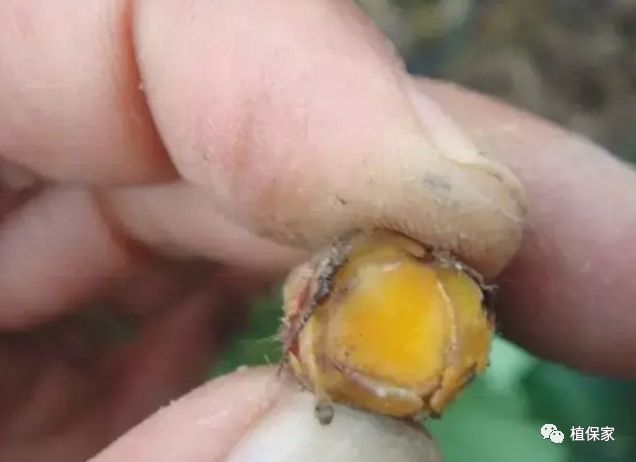 草莓常见病虫害图谱,草莓病虫害图片大全集