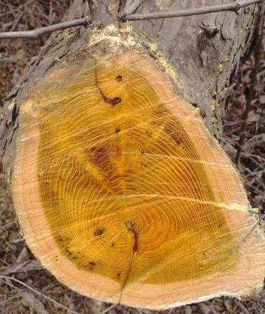 农村十大名贵木材,农村哪些木材比较好