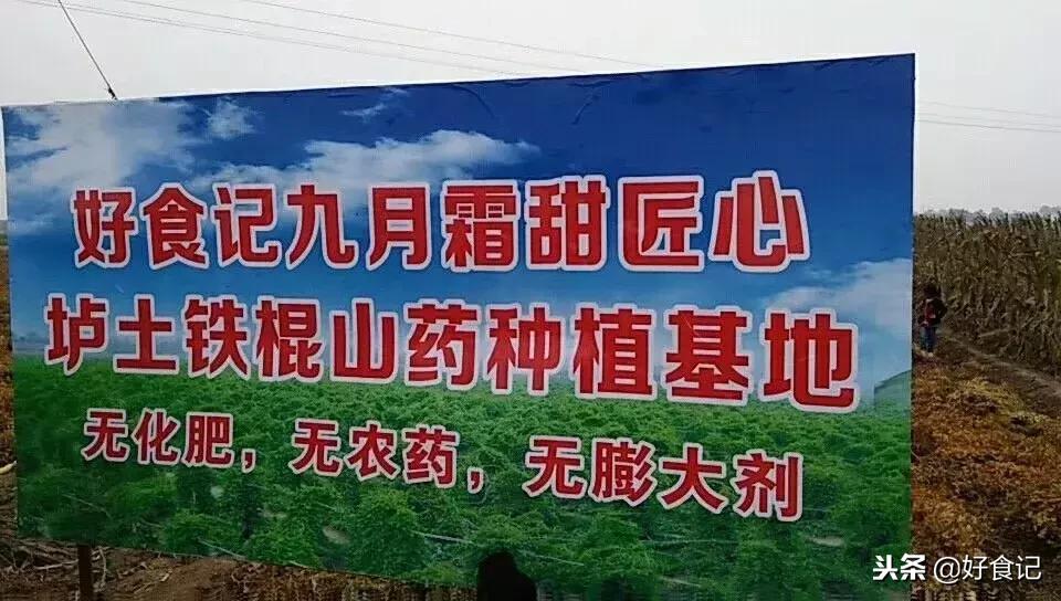 铁棍山药与普通山药哪种好吃,铁棍山药和小白嘴山药味道的区别