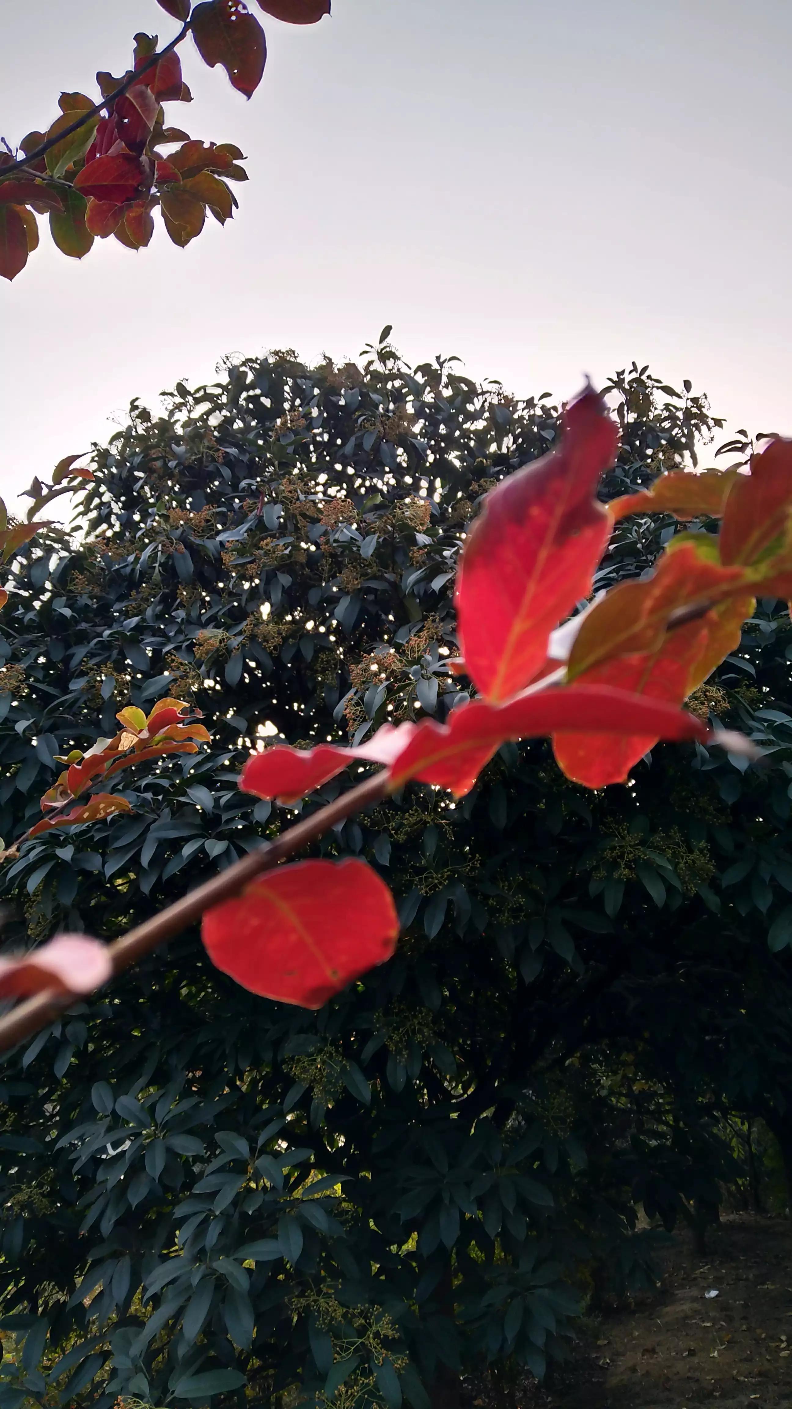 春天的红叶李花,红叶李的花