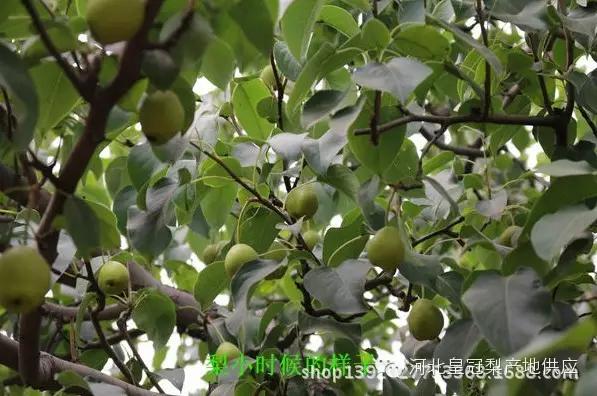 鸭梨与皇冠梨雪花梨哪个好,鸭梨雪花梨皇冠梨的区别