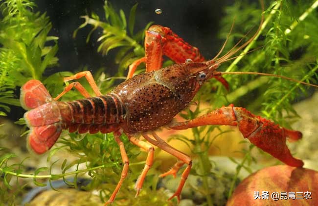 小龙虾好养吗有几种,小龙虾好养吗风险大吗