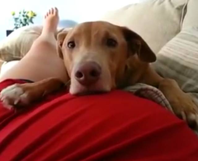 狗狗被孕妈肚子里的宝宝踢了一脚,狗狗怀孕宝宝踢肚子会生吗