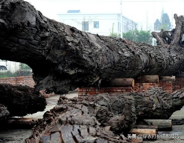 阴沉木和红木乌木有什么不同,阴沉木和乌木的区别与判定