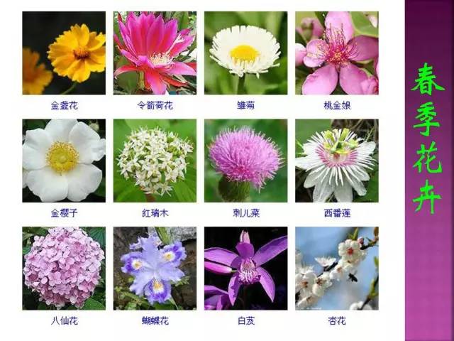 花卉大全500种观叶植物名称,1332种常见花卉植物图谱