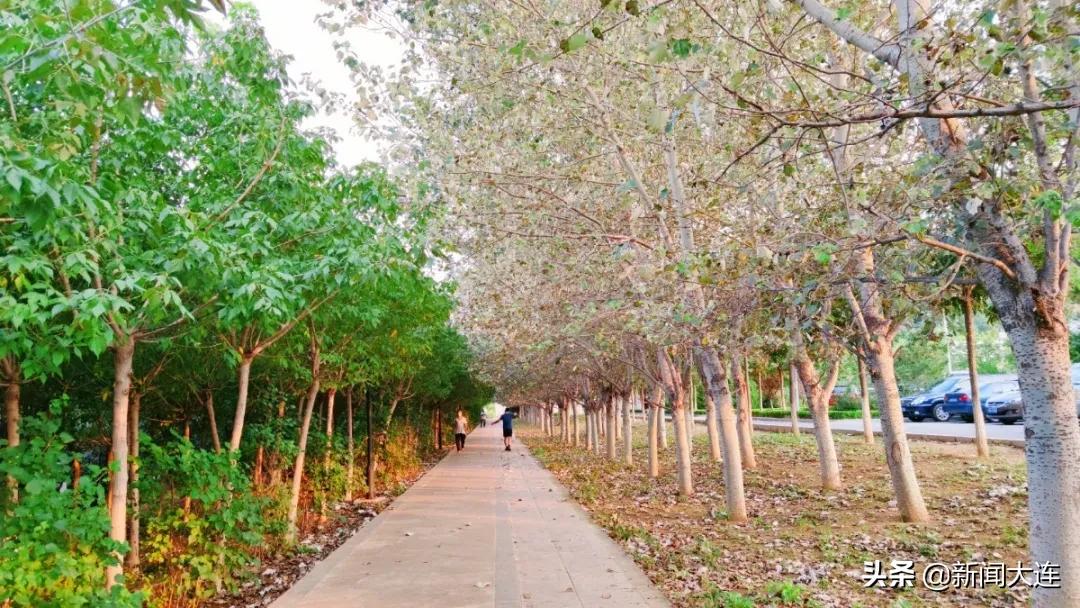 赏秋不必远行！大连这些地方美得正当时