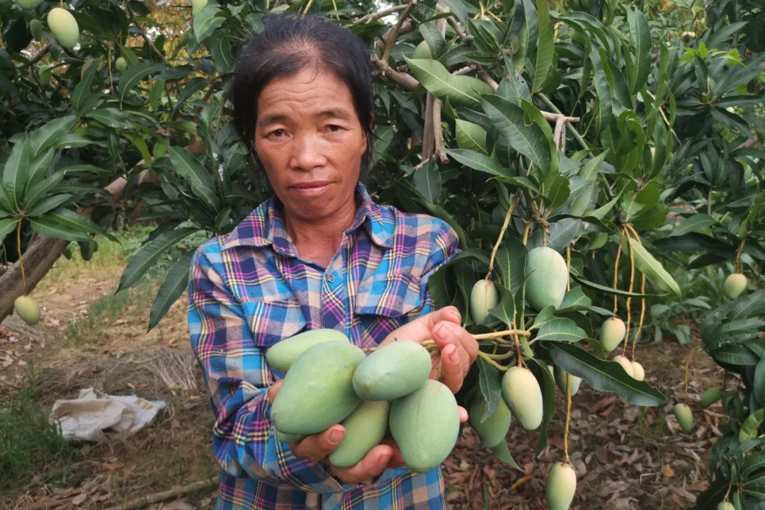 疫情严重果农沙糖桔卖不出去,疫情防控造成红薯滞销