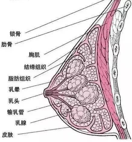 乳房按摩造成乳腺受伤,乳房按摩的不良后果