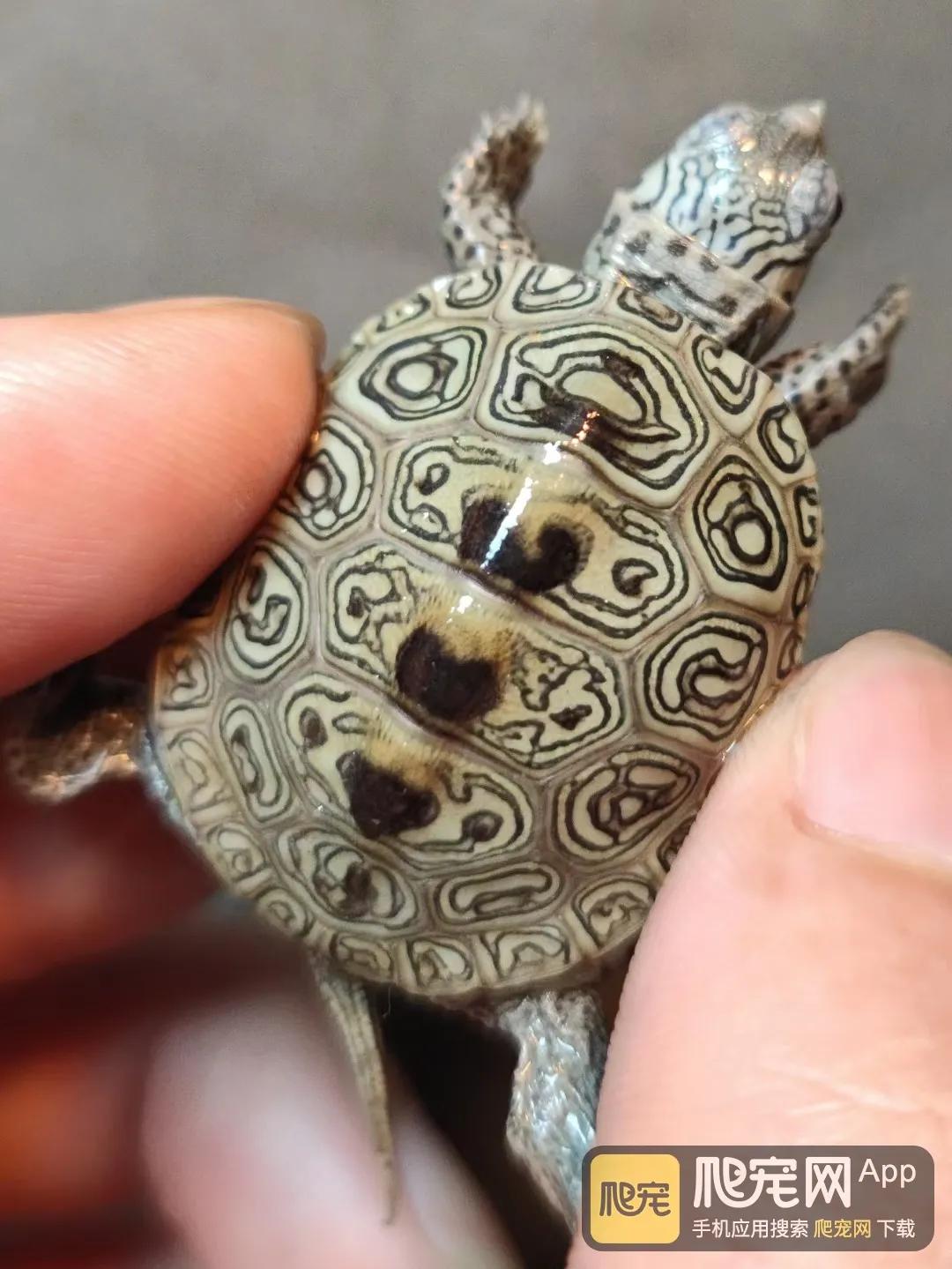 养龟苗要养几年才生蛋,新手养龟选择什么季节入手