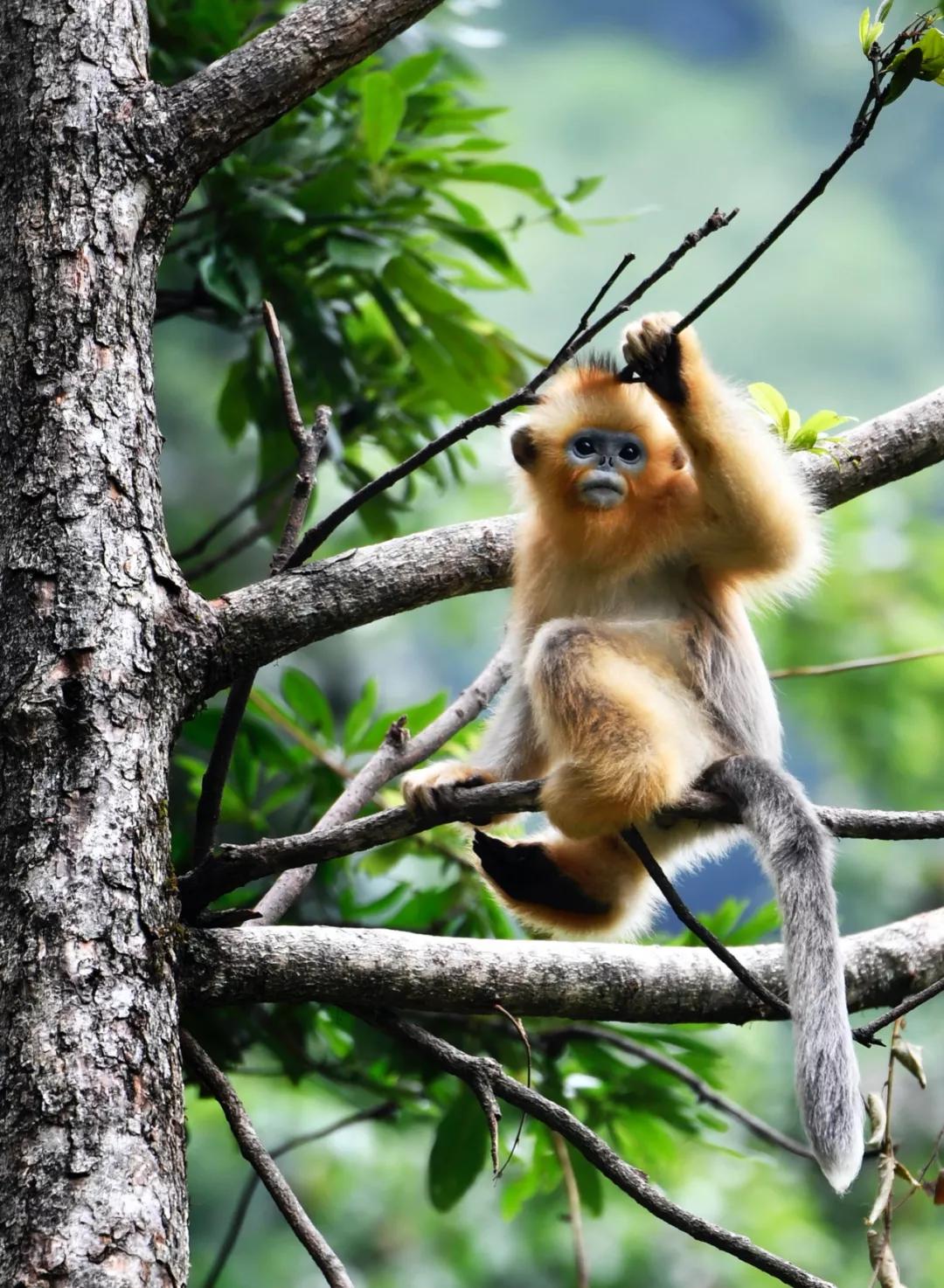 甘肃陇南属于西北吗,陇南是不是甘肃的好地方