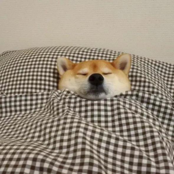 浠欏コ瀹跺眳鍔犲帤鐫¤。,浠欏コ灞呭鐫¤。濂楄