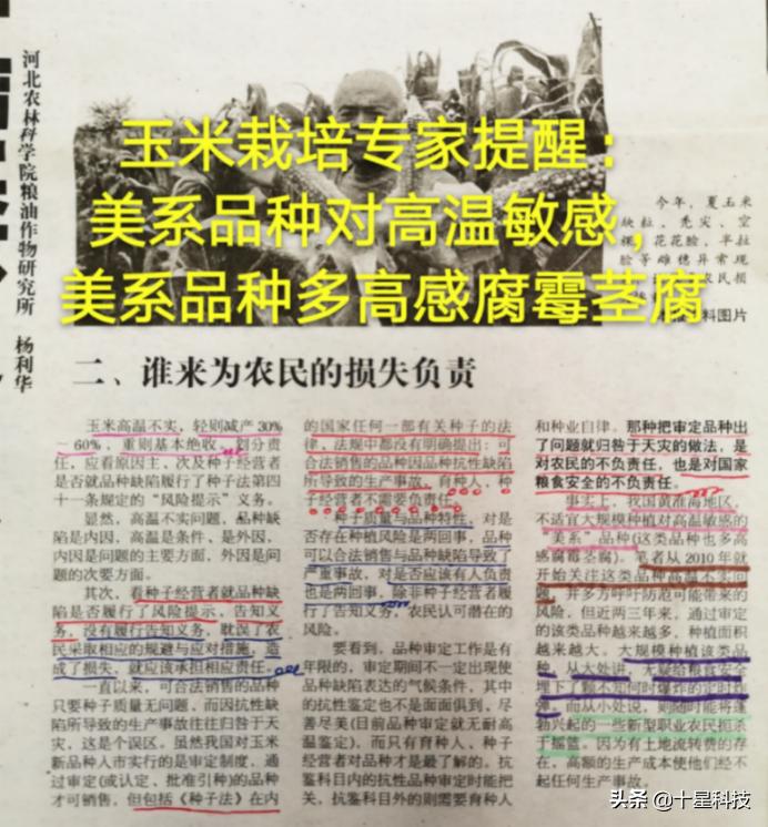 玉米不一样的品种可以混播吗,玉米混播高产吗