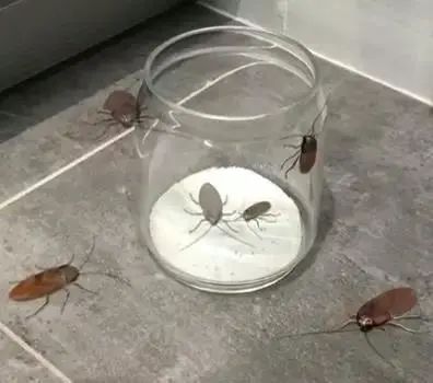 家里蟑螂多用什么方法灭蝇效果好,除蟑螂家用灭蟑神器