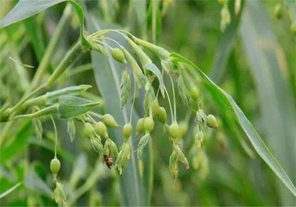 薏苡仁种植技术与栽培管理,薏苡种植的图片