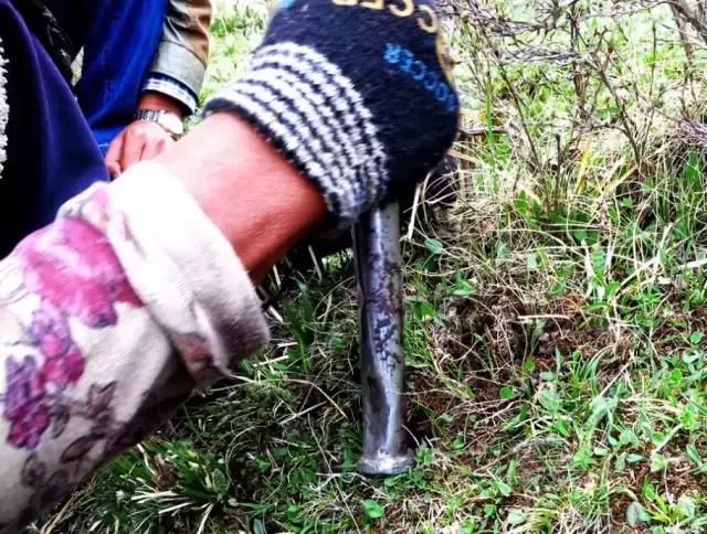 虫草的采挖时间是几个月,带你体验虫草采挖全过程