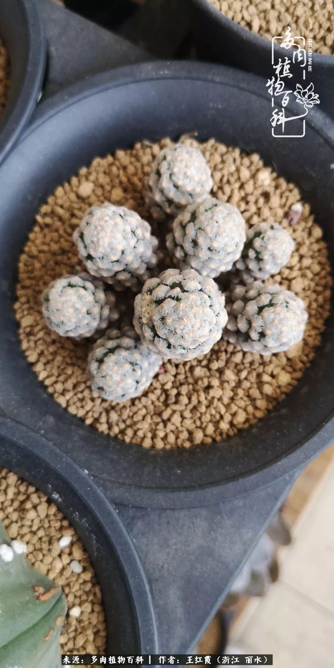 仙人球露养条件,仙人球的露养方法