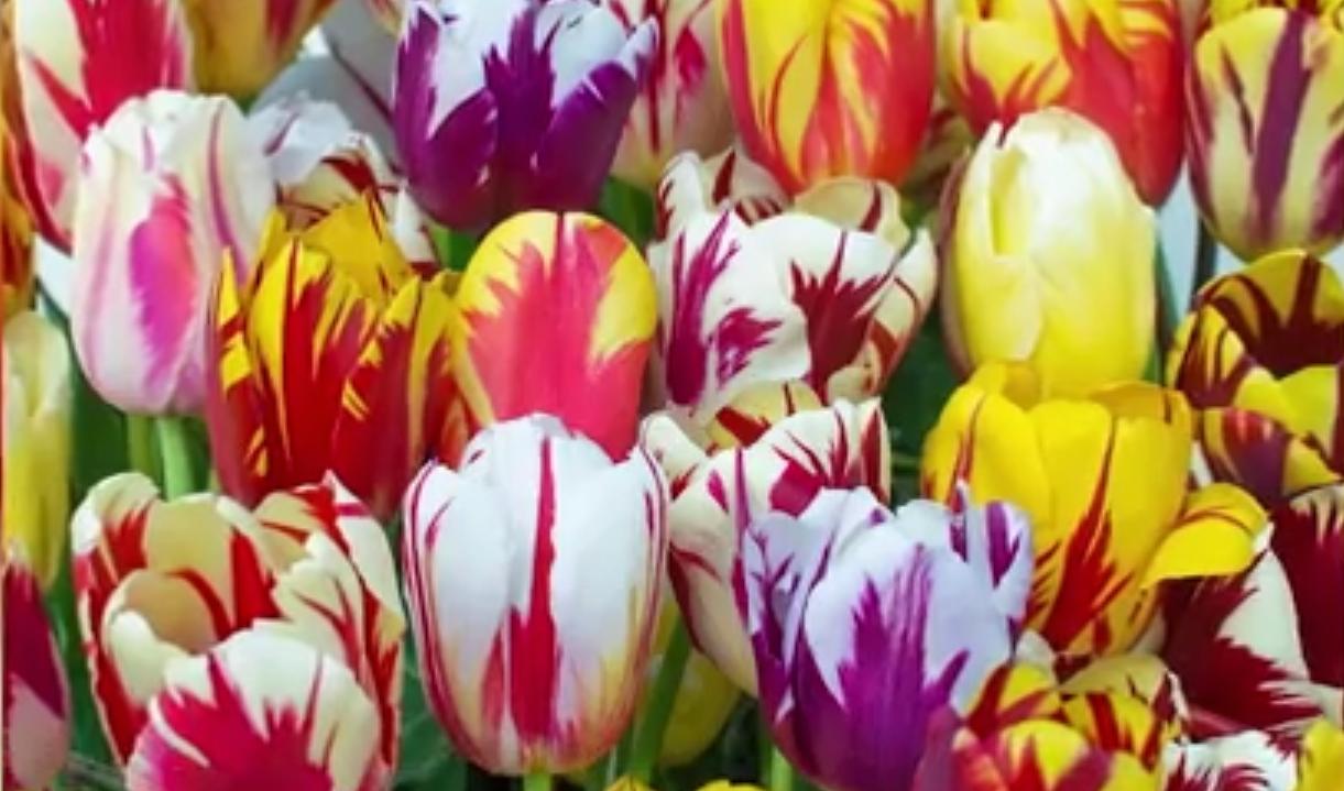 七夕还在送花？来个新玩法，带她去看世界上最昂贵的10种花