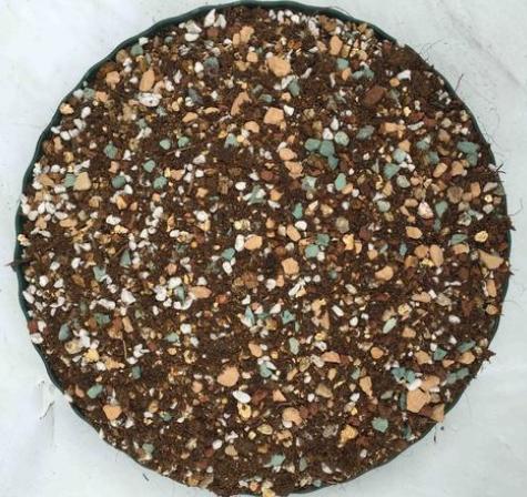 新手养花怎么让花不死,养花新手都养不死的植物