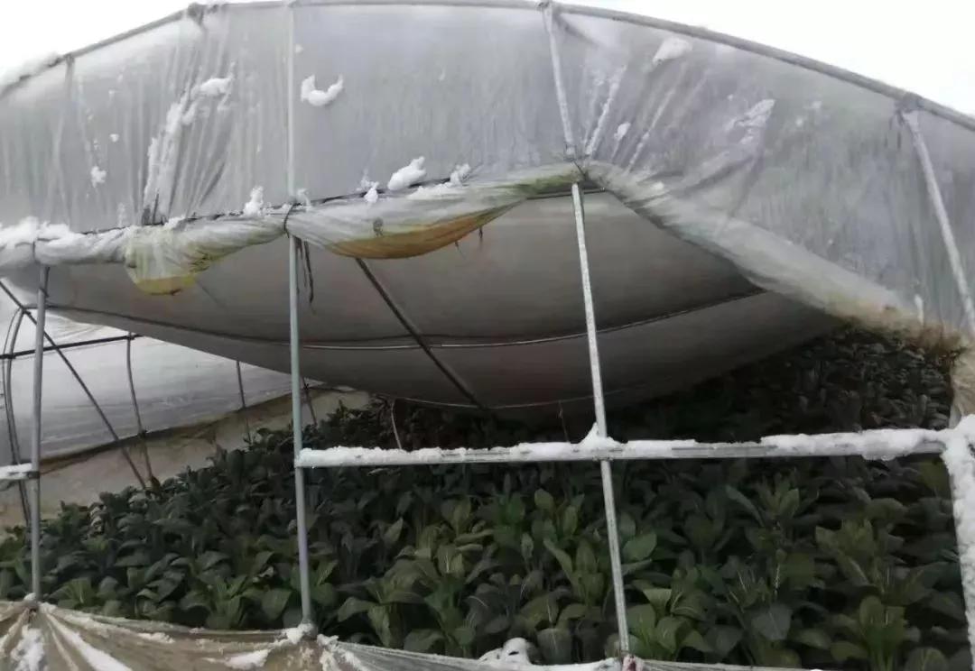 棚子上的积雪怎么处理,避雨棚上的积雪怎么清理