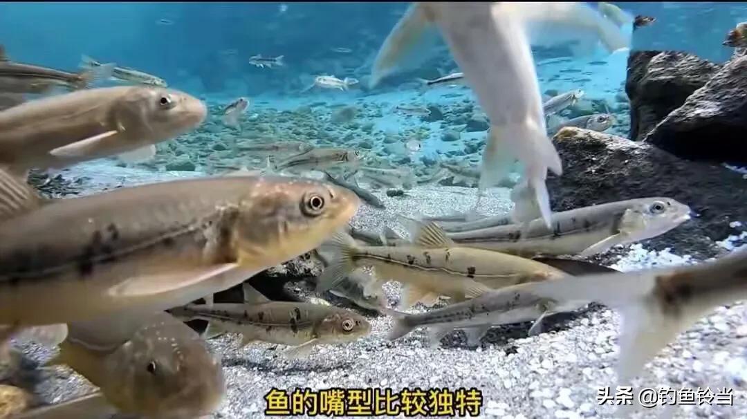 青海湖湟鱼已经进入洄游季,青海湟鱼资源