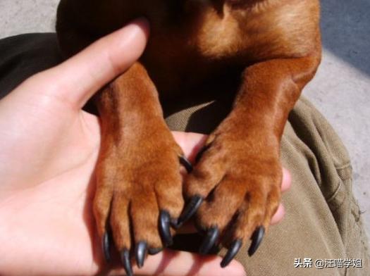 狗狗的脚太脏怎么办,狗狗脚掌的常见现象