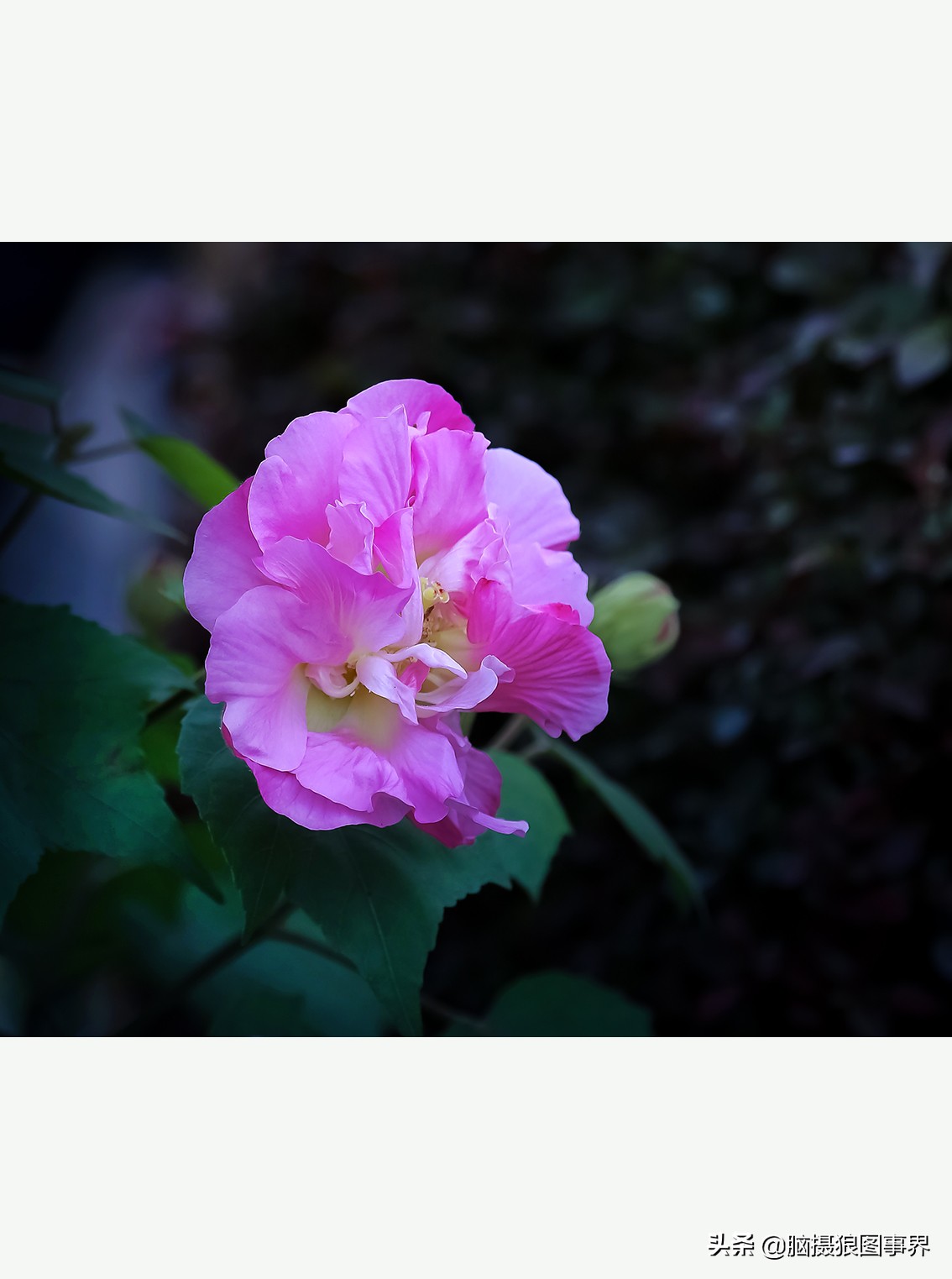 摄影虚化大光圈,佳能24-105镜头怎样拍出虚化效果