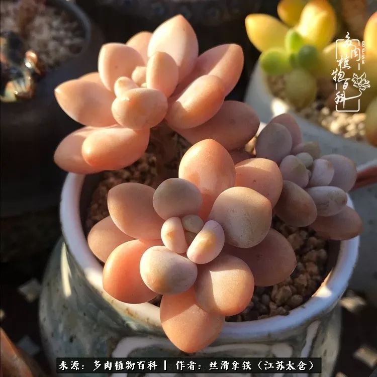 秋叶将落,秋叶即将落下你依然美丽