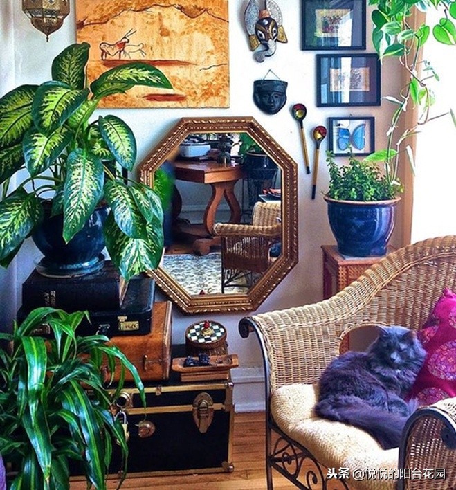 除甲醛最好办法是绿萝吗,吸甲醛效果最好的却不是绿萝