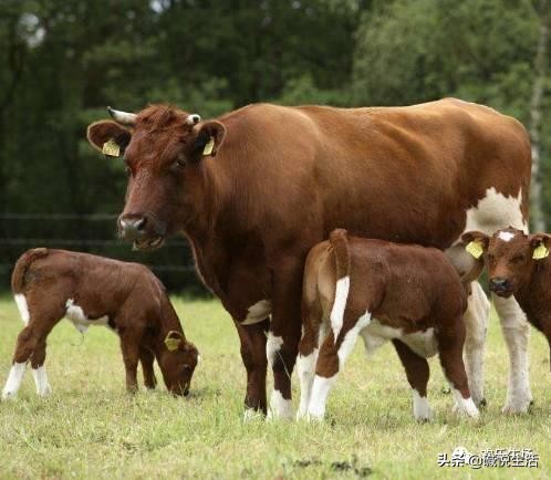母牛咋样养殖成活率高,母牛咋样养殖成活高