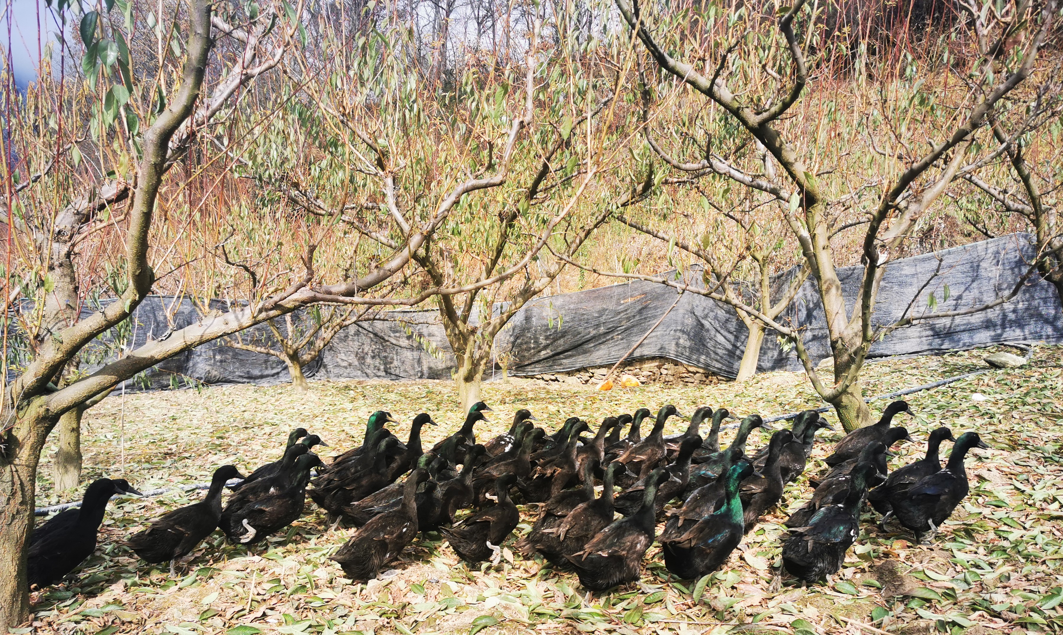 产业扶贫助力精准脱贫工作方案,产业扶贫助推脱贫攻坚春季攻势