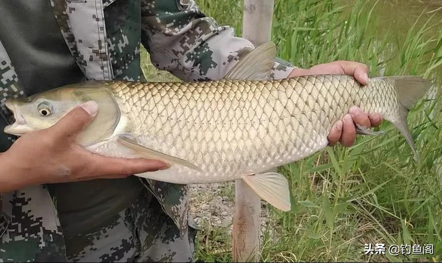 大草鱼不咬钩,野钓野生大罗非鱼不吃饵料怎么办