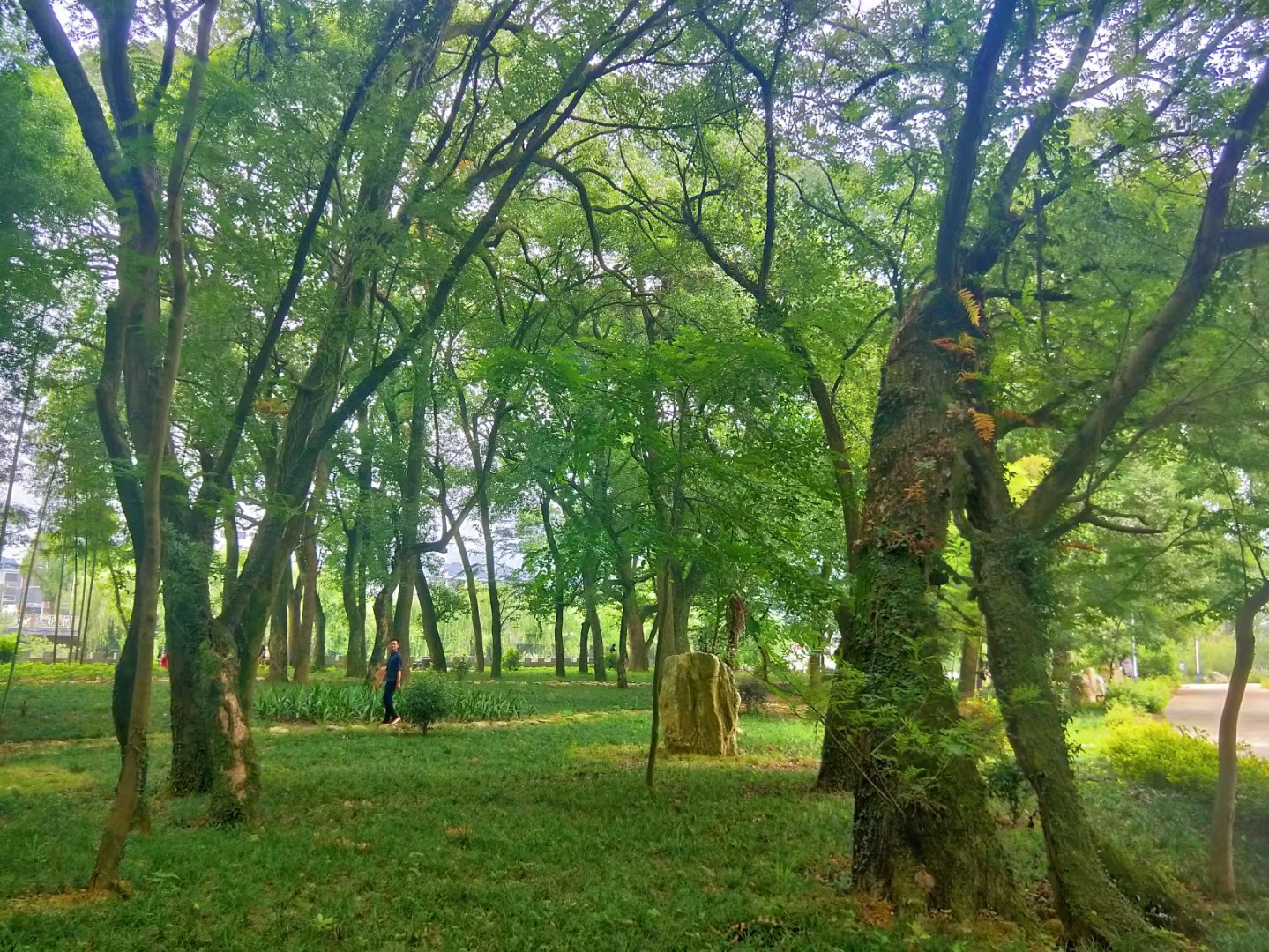 江西中考均衡生和统招生的比例,江西中考均衡线什么意思