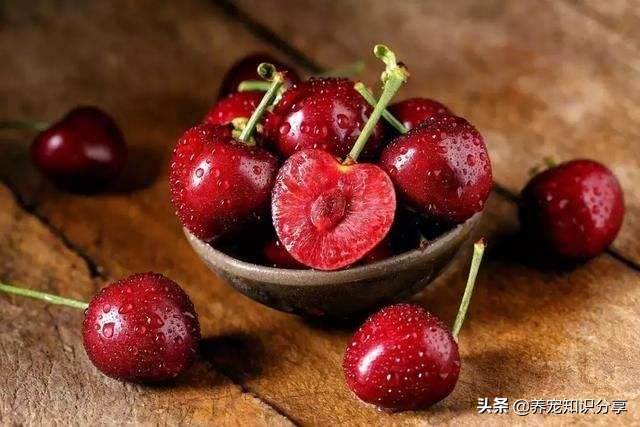 哪些水果狗狗吃了不上火,哪些水果狗狗不能吃