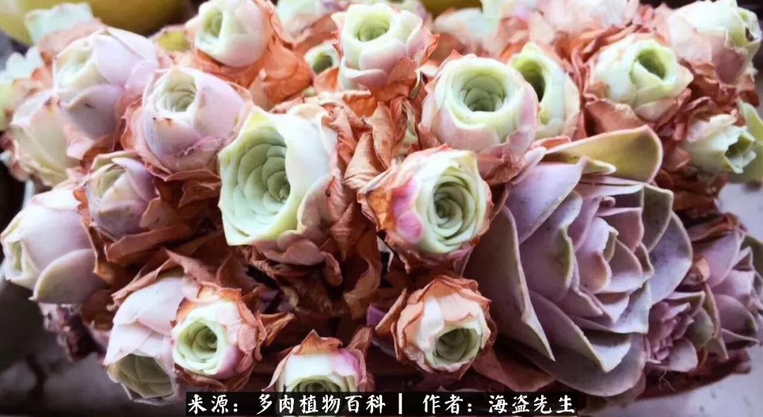 介绍多肉生长特点,多肉植物科普讲解图片视频