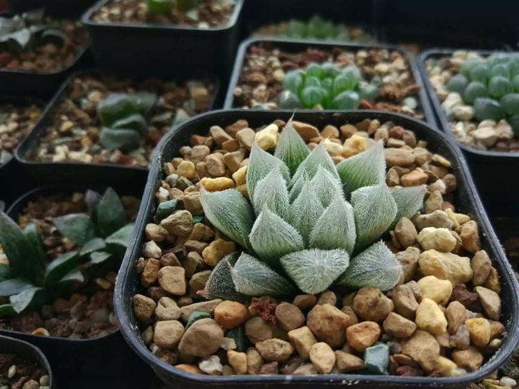 万象十二卷多肉怎么繁殖,多肉十二卷的养殖方法和注意事项