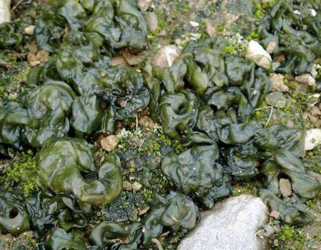 刚刚从树上采鲜木耳怎么做才好吃,野外采摘木耳的做法