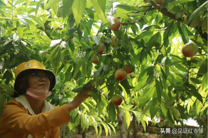 高堡油桃,红寺堡油桃采摘