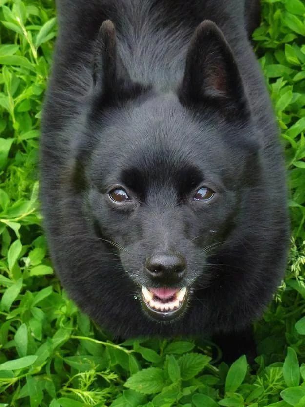 每日一犬爱尔兰猎狼犬,西帕基犬优缺点及性格特征介绍