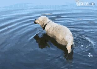 金毛犬和泰迪犬哪个聪明,金毛犬有多聪明视频