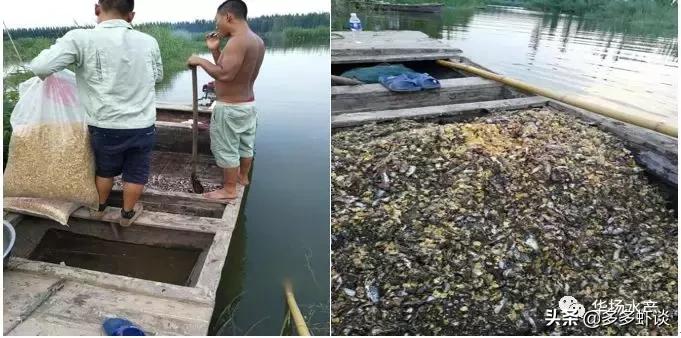 虾蟹高效养殖方法和技术,虾蟹混养如何提高青虾的养殖效益