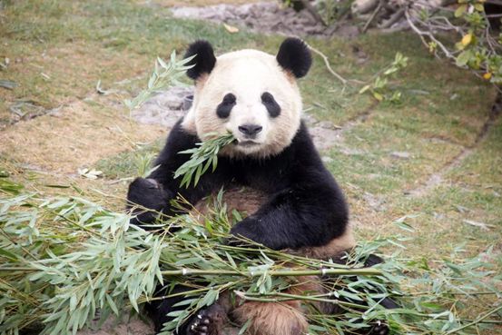 南通森林野生动物园门票团购双人,南通森林野生动物园门票活动团购