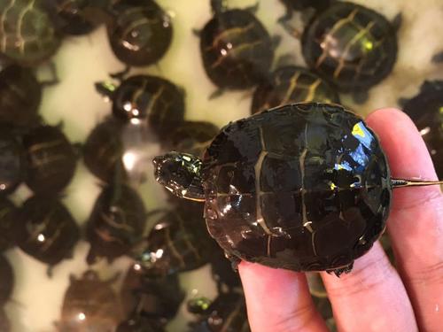 东部锦龟,东部锦龟纯腹