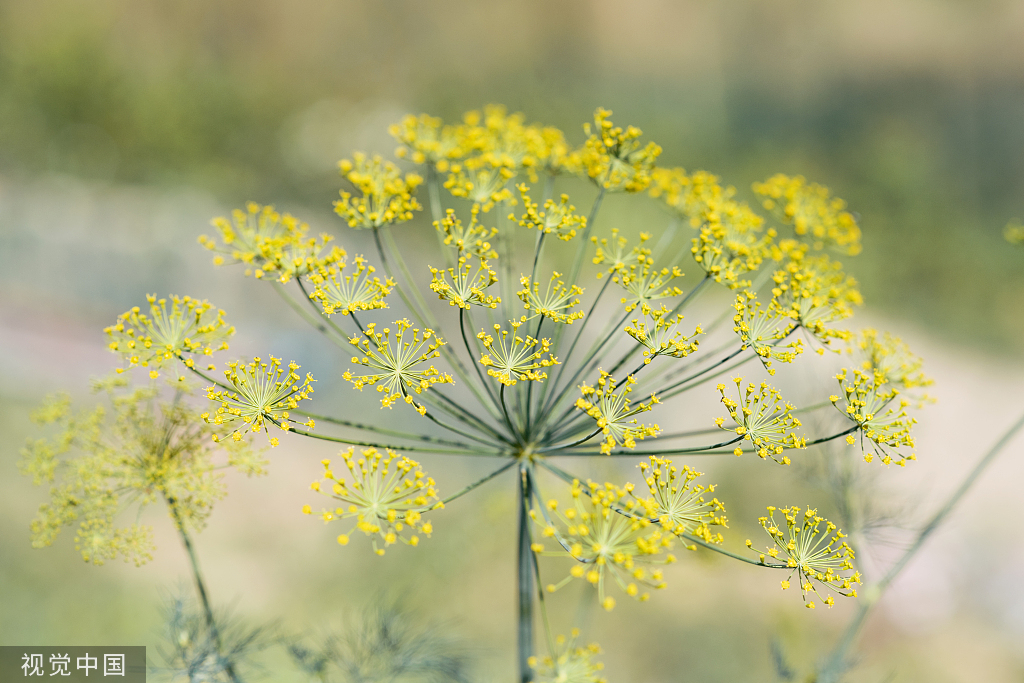 精油一般保质期多长时间,精油的有效期限是多久