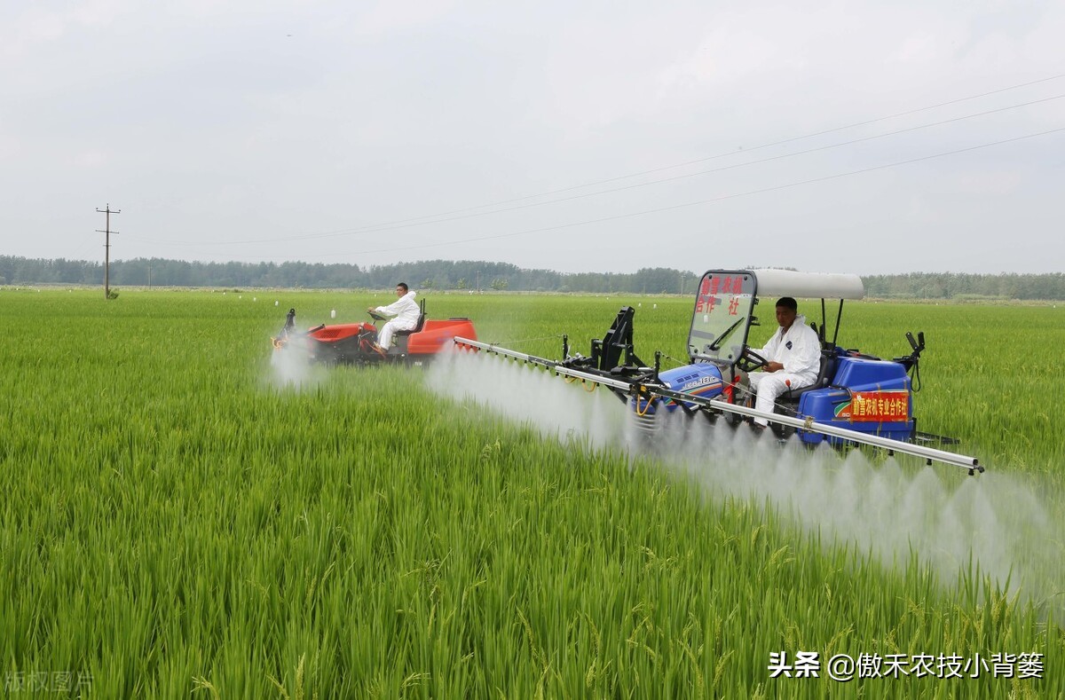 玉米和水稻对锌很敏感，巧施、巧喷、巧用能增产