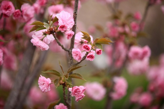 闈掑笣涓滄潵,闈掑笣涓滄潵璇楀彞
