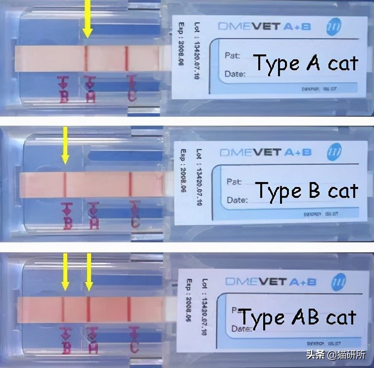 猫咪大部分是什么血型,猫咪的血型有哪几种